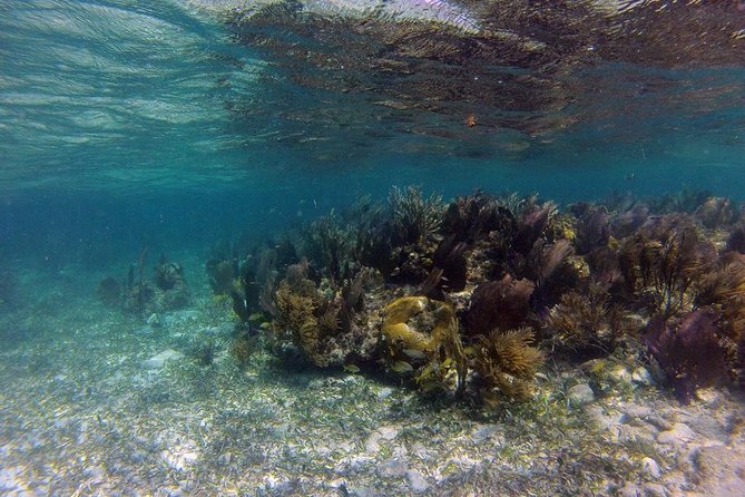 Roatan Shore Excursion - the All in One Roatan Adventure - Meeting and Pickup Details