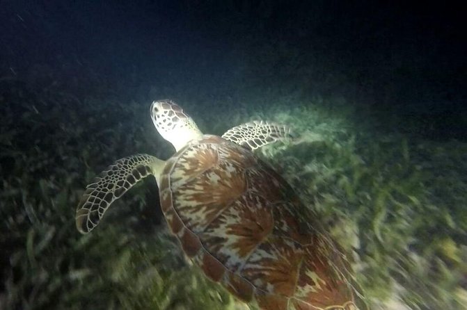 Roatan Snorkeling and City Tour