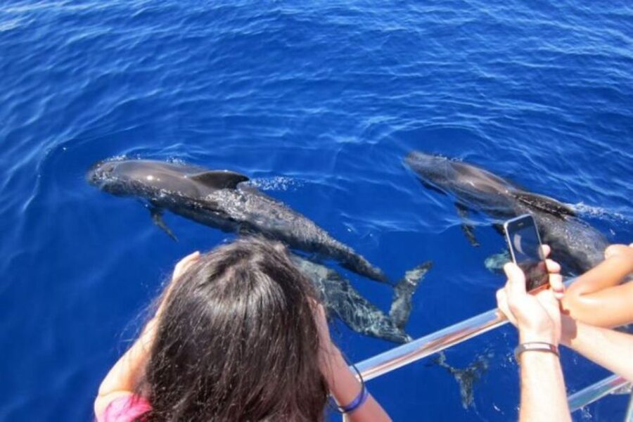 Roseau: Guided Dolphin and Whale Watching Tour With Drinks