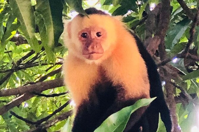 Safari Tour Along the Peñas Blancas River - Overview of the Safari Tour