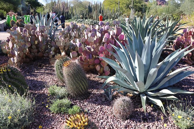 Saguaro NP and Mt. Lemmon Self Guided Driving Audio Tour Bundle