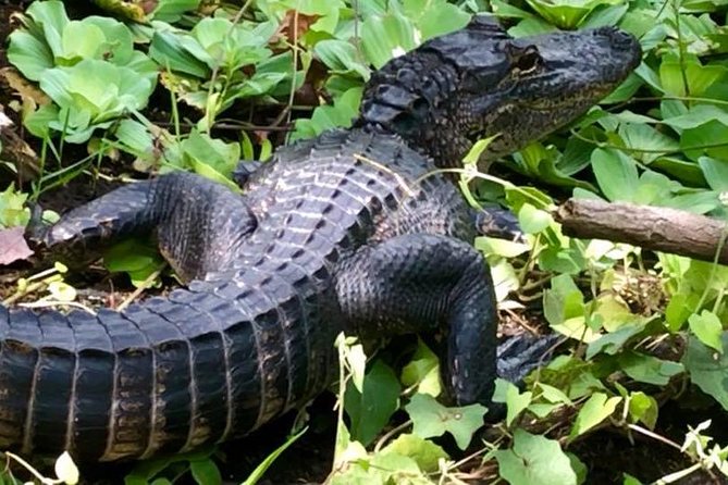 Saint Petersburg Preserve Bike Tour - Tour Overview