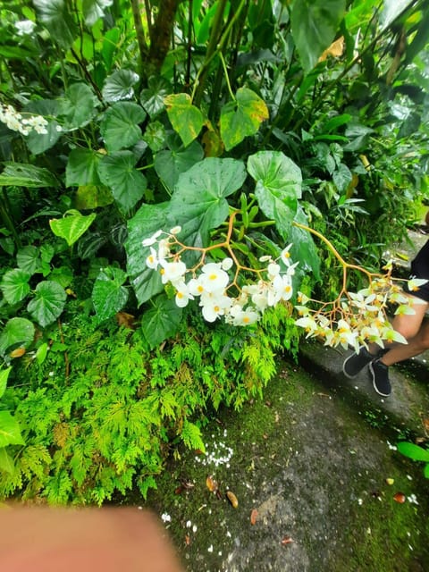 Saint Vincent: Caribbean Odyssey Tour