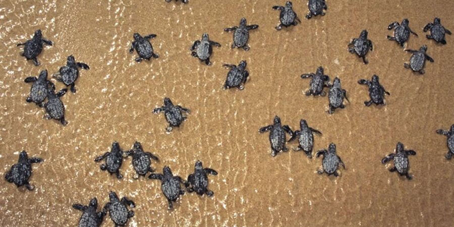 Sal Rei: Guided Turtle Watching - Overview of the Activity