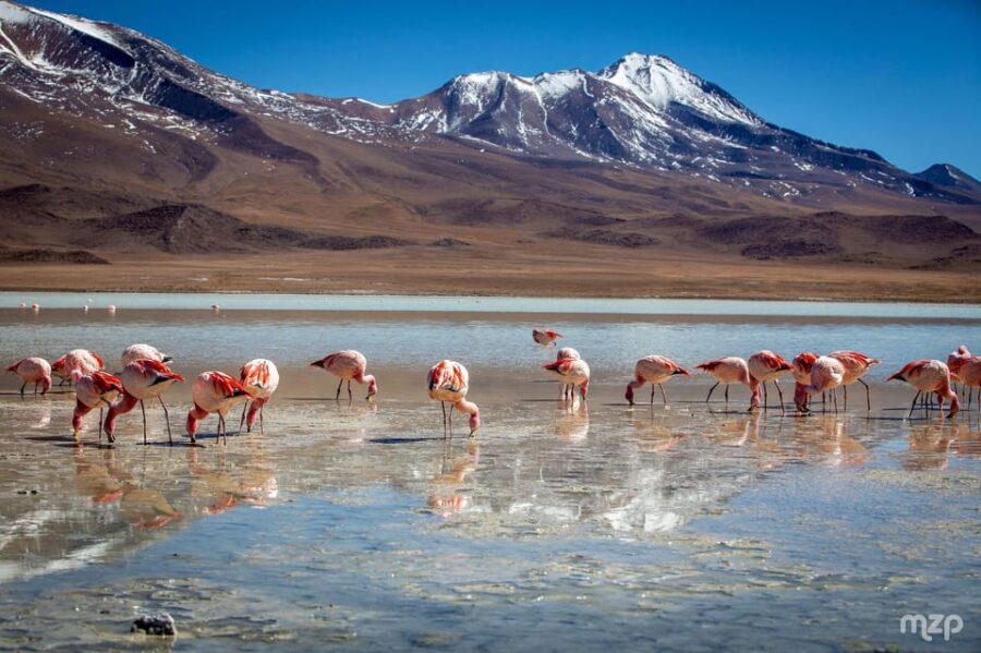 Salar Uyuni Route Lagoons Guide Spanish 2D 1n. Private Tour!