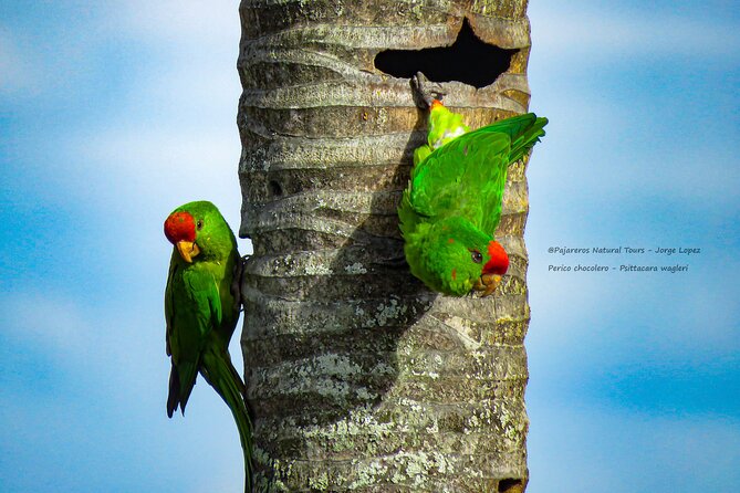 Salento: Birding Route of the Raptors