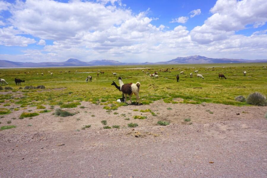 Salinas Salt Lagoon Private Tour: Day Trip From Arequipa