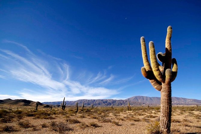 Salta: Calchaquí Valley Scenic Drive and Day Trip to Cachi