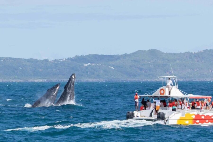 Samana: Bay of Samana Whale Watching Experience - Overview of the Whale-Watching Tour