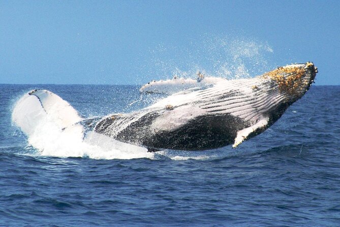 Samana Bay Whale Watching Full Day Tour With Lunch From Punta Cana