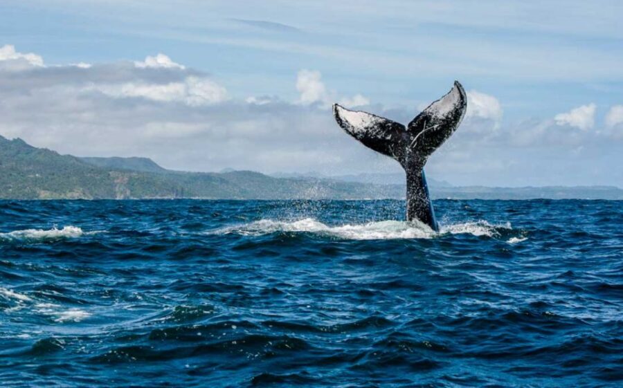 14 Best Whale Watching Experiences In Dominican Republic