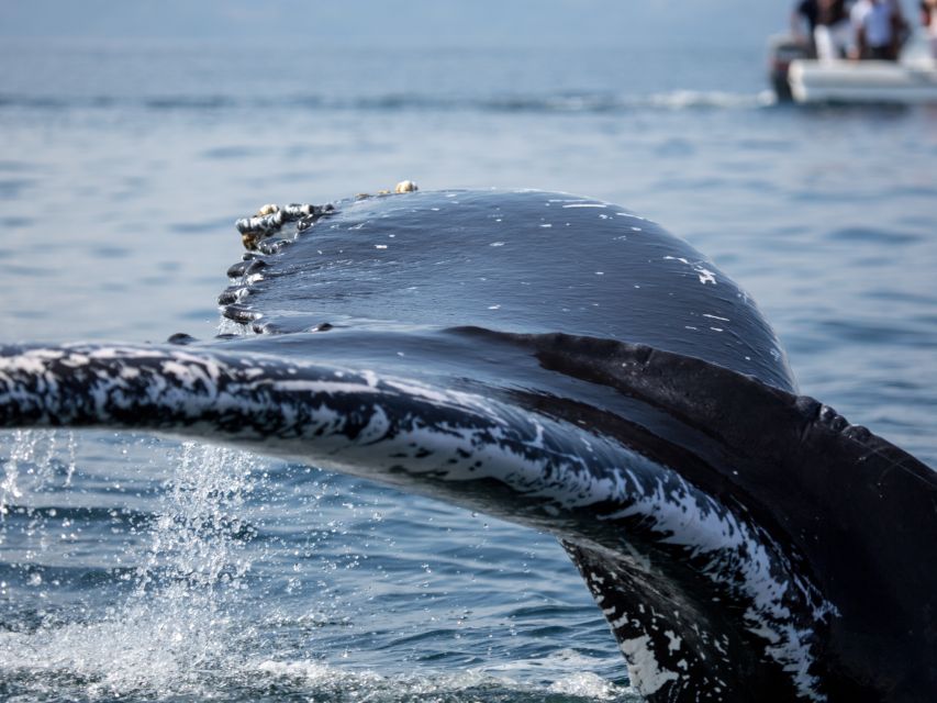 Samaná: Whale Watch, Cayo Levantado & Limón Waterfall Tour