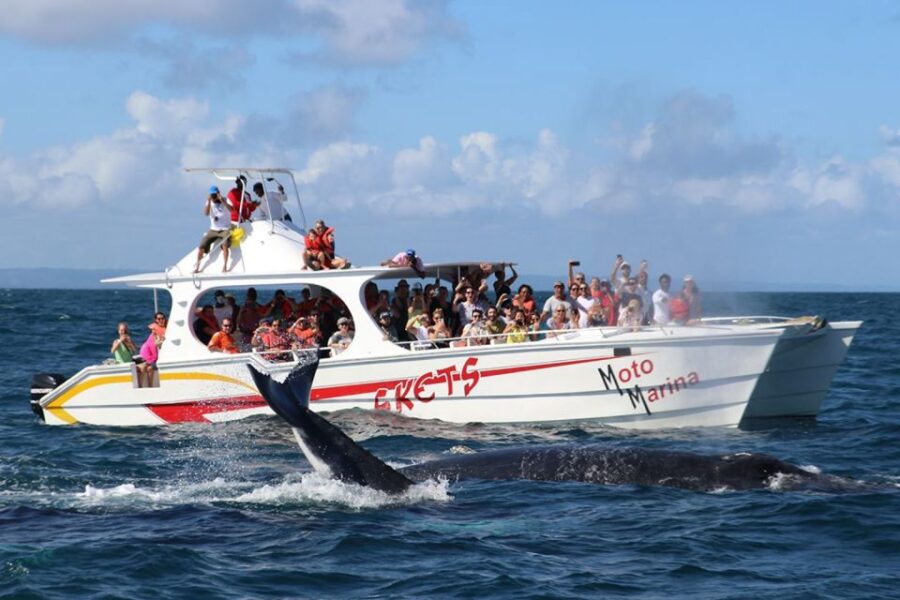 Samana: Whale Watching and Cayo Levantado Full Day Tour