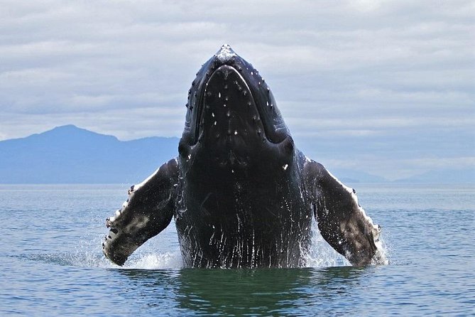 Samana Whale Watching Tour From Las Terrenas. Cayo Levantado With Lunch