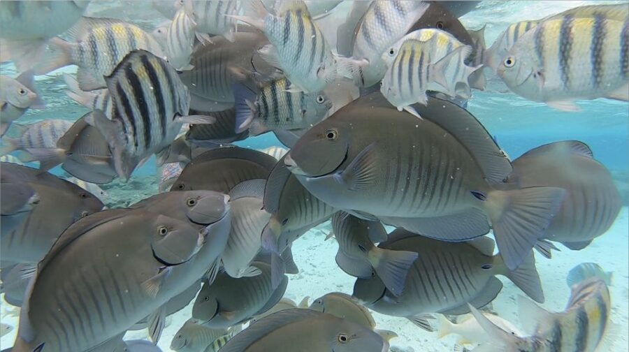 San Andres: Boat Tour to Cayo Acuario and Rocky Cay - Itinerary and Activities