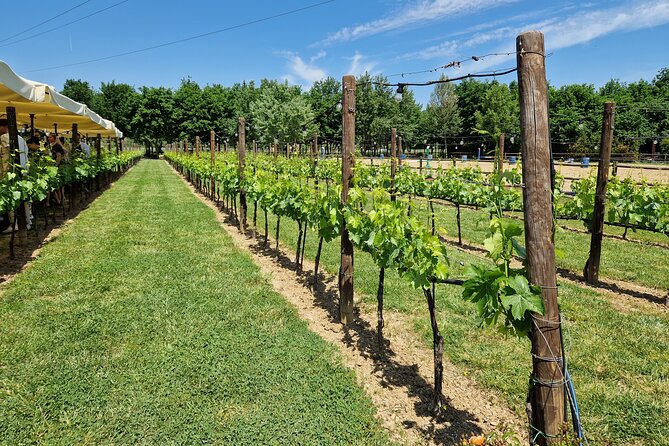 San Gimignano and Siena Private Wine Tasting Tour With Lunch