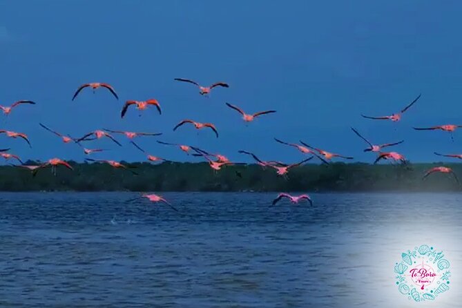 Sanctuary Los Flamingos Tour