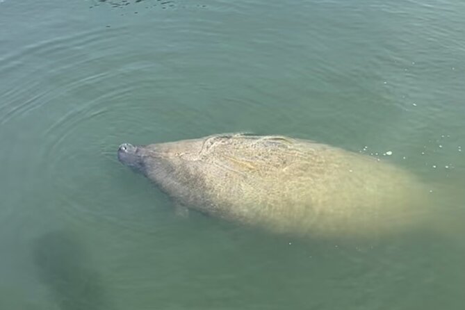 Sandbar & Island Hopping With Dolphins in Madeira Beach - Included Amenities
