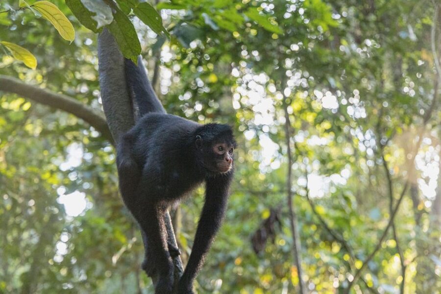 Sandovals Secrets- 2 Days in the Tambopata Jungle