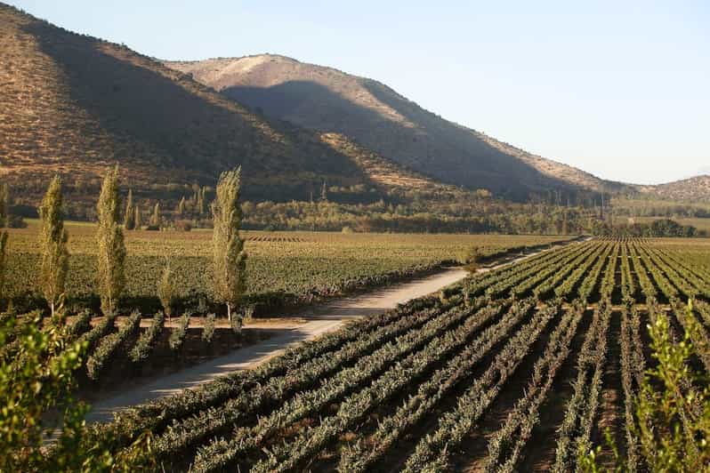 Santiago: Half–Day Santa Rita Vineyard Tour