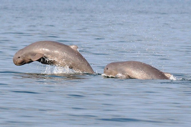 2 Best Dolphin Watching Tours In Kuching