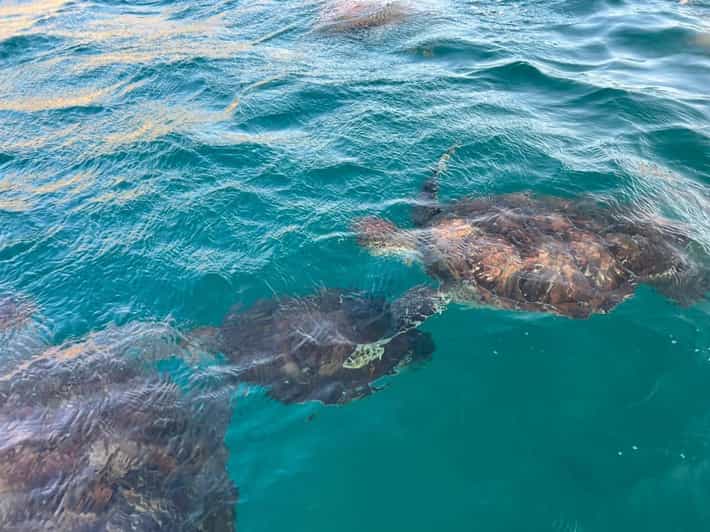 Sao Vicente: Swimming and Snorkeling Tour With Sea Turtles