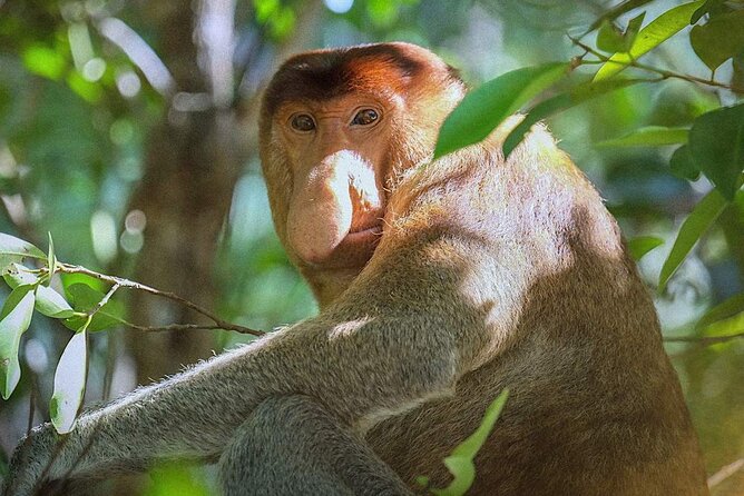 Sarawak Bako National Park Tour : Rainforest Flora & Fauna - Tour Overview