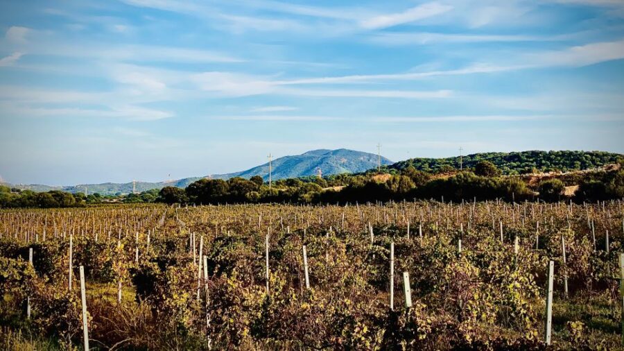 Sardinia: Food and Wine Tour by Tuk Tuk or Minivan