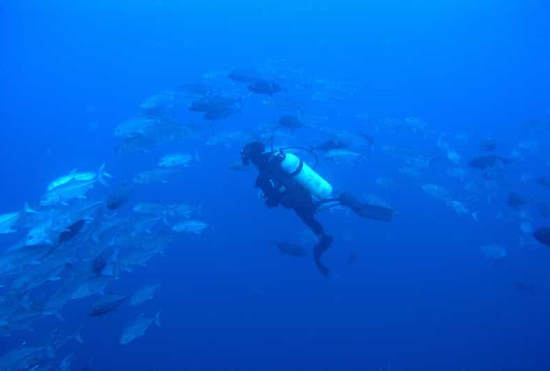 Scuba Dive in Shark Alley