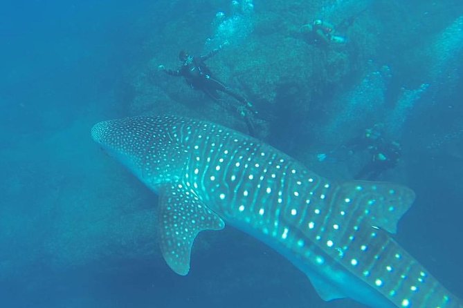 Scuba Diver Certification