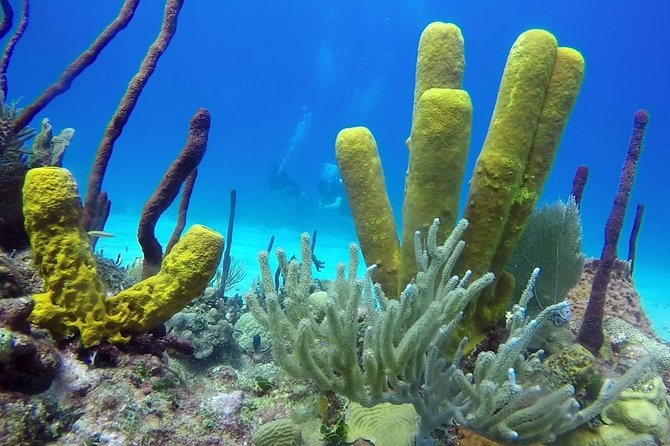 Scuba Diving at Catalina Island – 2 Tank – for Certified Divers