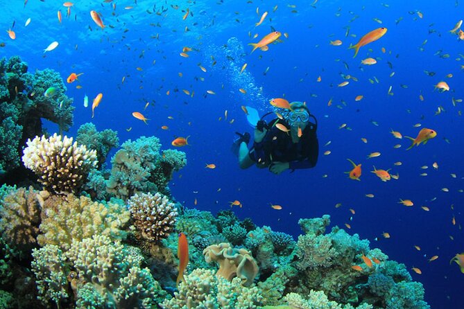 Scuba Diving Boat Trip in Island Catalina With Pickup