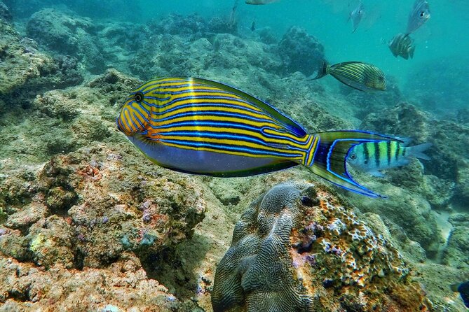 Scuba Diving in Trincomalee