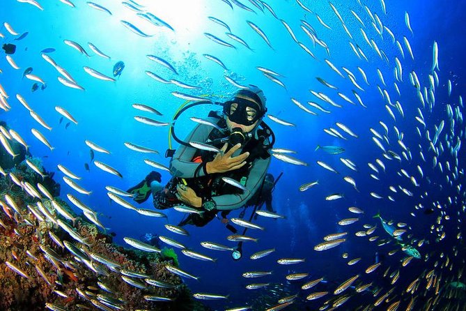 Scuba Diving & Snorkeling on Catalina Island | 2 Tanks, 2 Spots