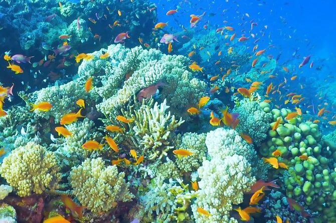 Scuba Doo Underwater in Punta Cana