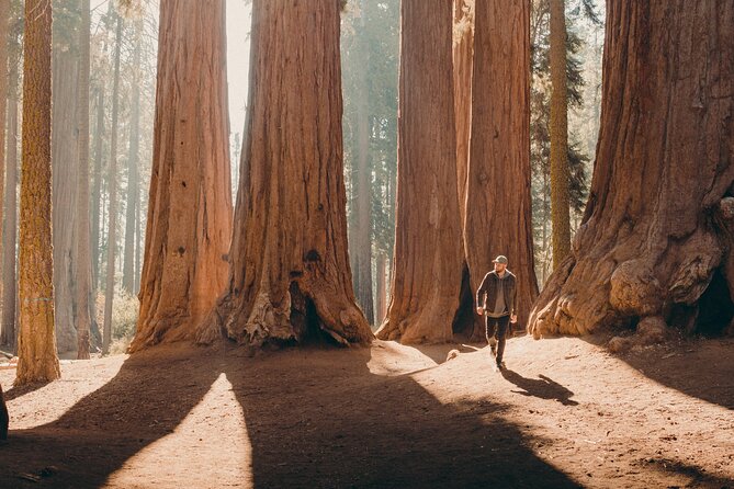 2 Best Tours In Sequoia and Kings Canyon National Park