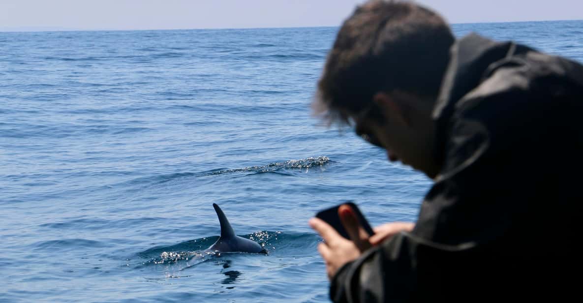 Sesimbra: Dolphin Watching Tour