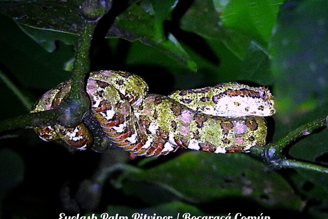 Shared Monteverde Night Tour