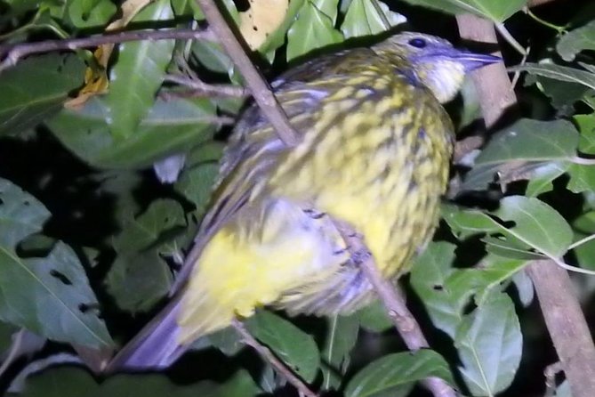 Shared Monteverde Night Tour - Exploring Monteverde at Night