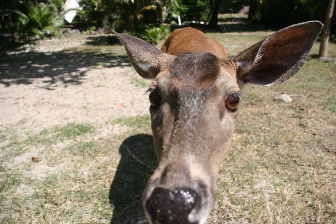 Shore Excursion: Roatan Monkey/Sloths Park With 2 Stop Snorkel - Snorkeling the Coral Reef