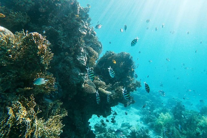 Shore Snorkeling - Two Hours
