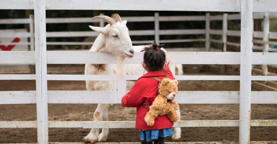 Sightseeing and Educational Farm Tour on Bainbridge Island