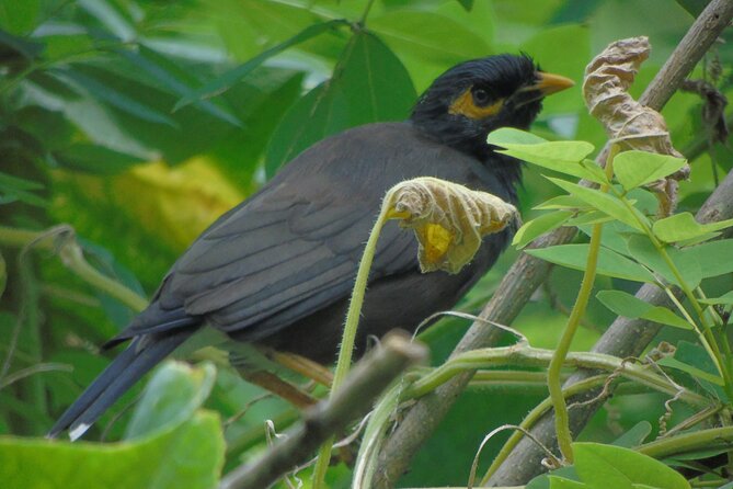 Sinharaja Rain Forest Tours (Full Day)