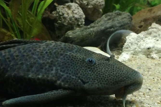 Skip the Line: Santa Marta Marine World Aquarium Admission Ticket and Guide