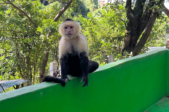 Sloth and Monkey Park Private Tour at Roatan With Pickup