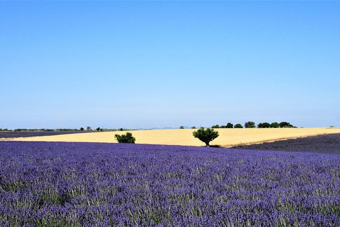 Small Group Marseille Shore Excursion: Lavender Tour - Tour Overview