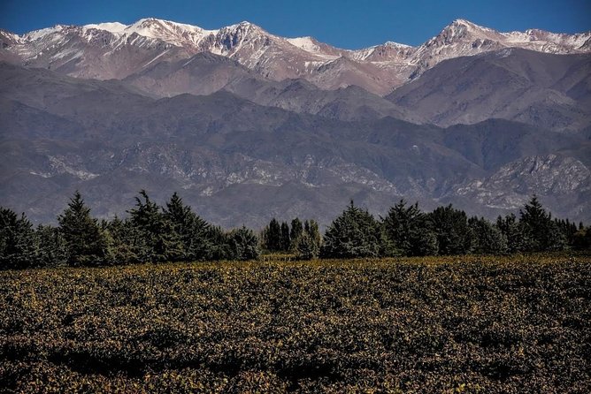 Small Group Tour of 3 Wineries in Luján De Cuyo or Maipú With Lunch