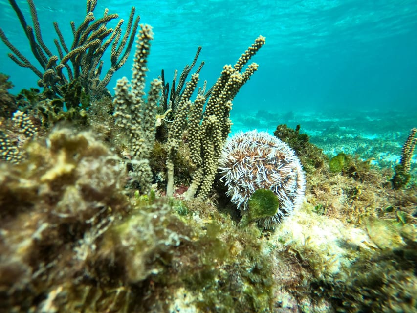 SNORKEL IN TULUM REEF, BOAT RIDE AND CALETA
