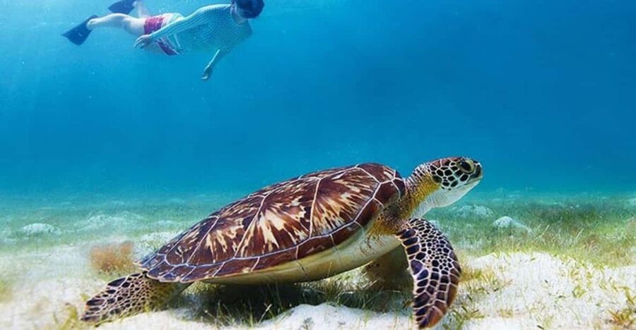 Snorkel With Turtles – Green Cay, Nassau Bahamas