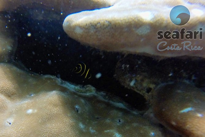 Snorkeling Costa Rica